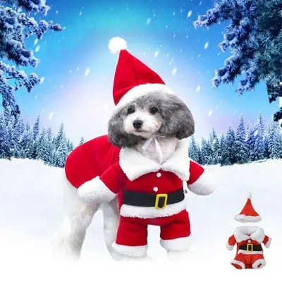 강아지 고양이 크리스마스 산타 코스튬 할로윈코스튬 대표 이미지