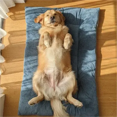 애견방석 쿠션 중형 대형 매트 강아지 고양이 방수 대표 이미지
