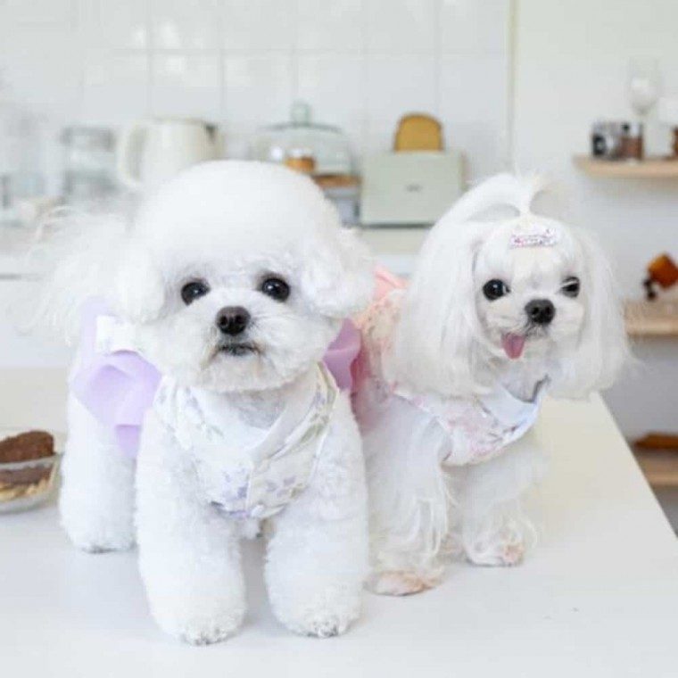 강아지 고양이 한복 원피스 애견 대표 이미지