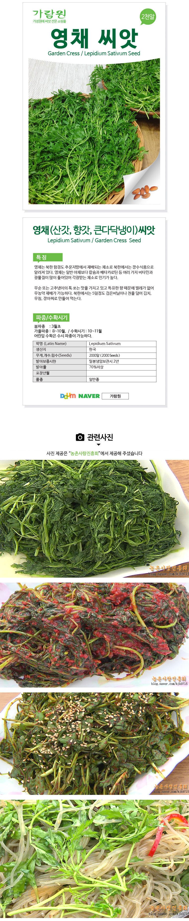 영채 씨앗 산갓 향갓 국내산 2000알 garden 3개 묶음 상세 이미지 1