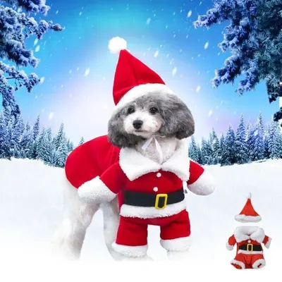 산타 코스튬 의상 강아지 고양이 크리스마스 대표 이미지