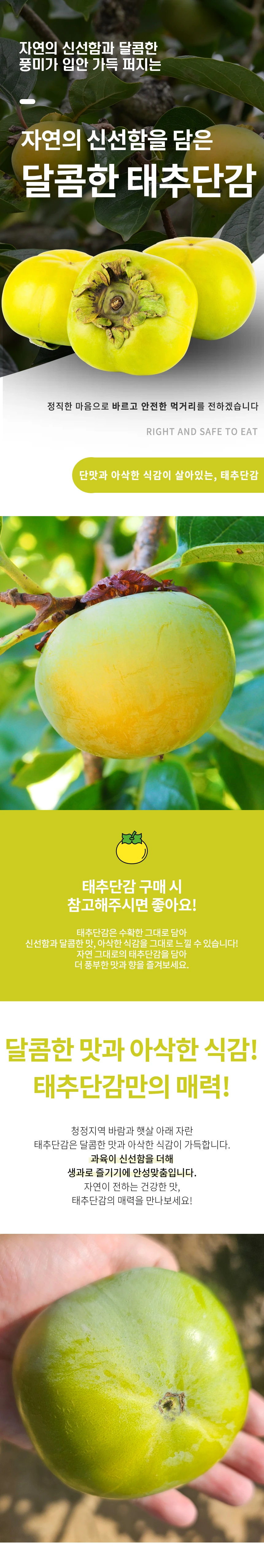 태추단감 상품소개 상세페이지 1