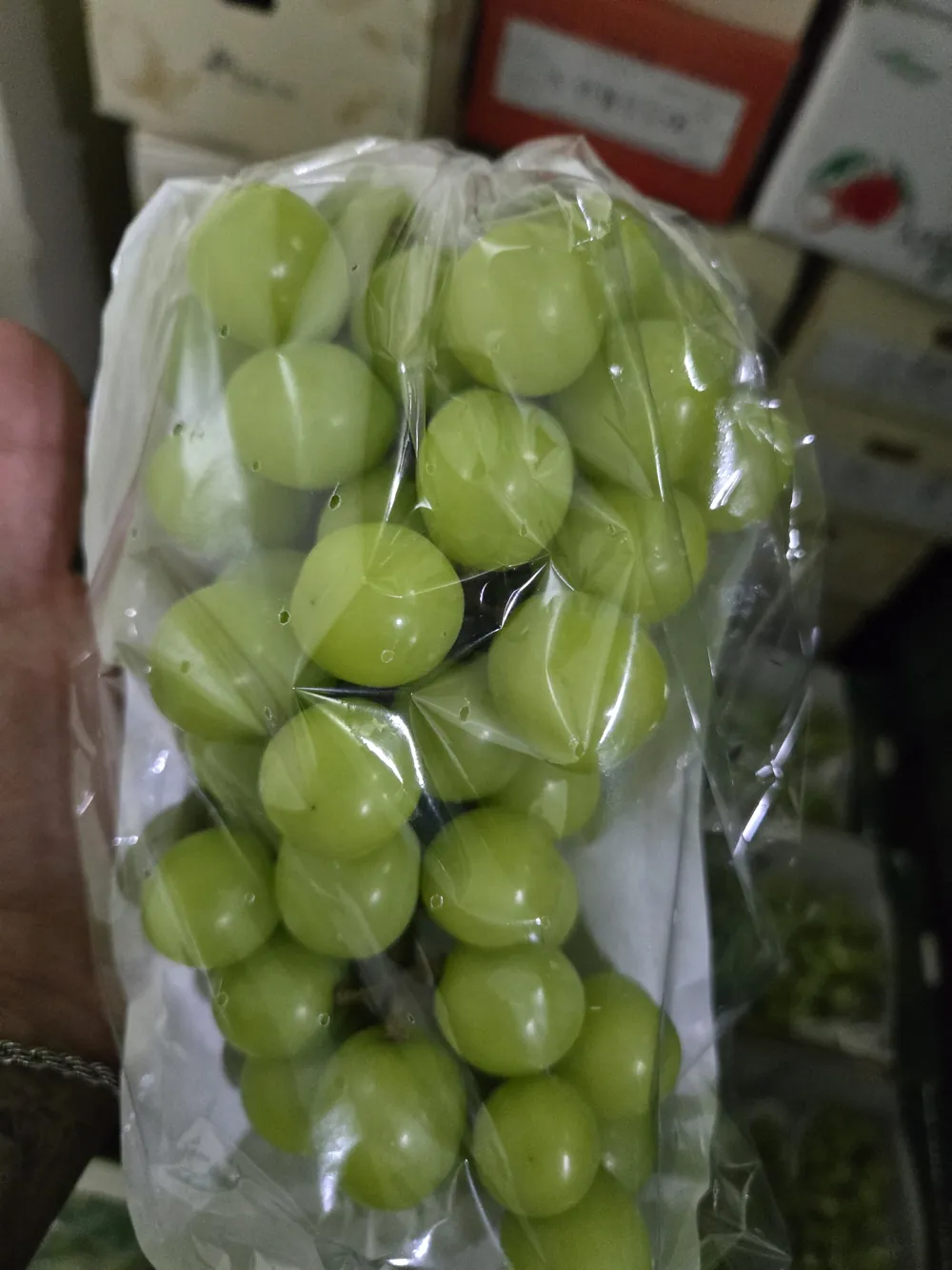거래처 제공 샤인머스켓 상품자료 2